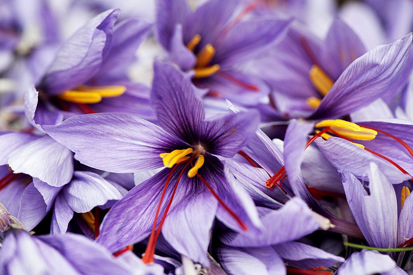 Zaffy Zafferno Italiano di alta qualità