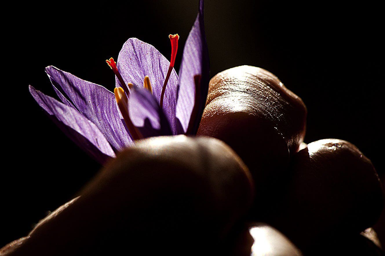 Zaffy Zafferno Italiano di alta qualità