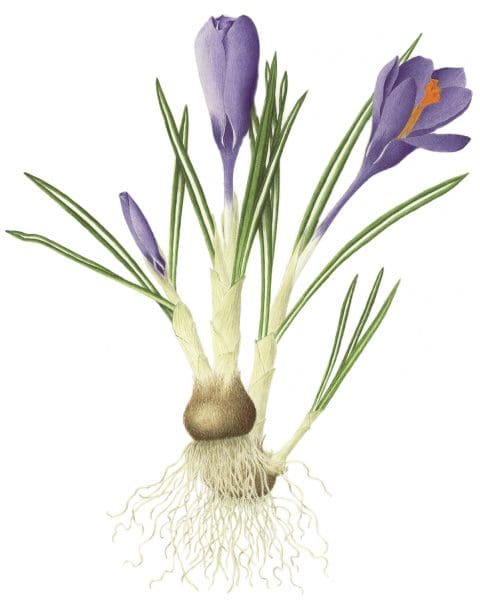 Zaffy Zafferno Italiano di alta qualità