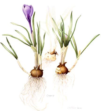 Zaffy Zafferno Italiano di alta qualità