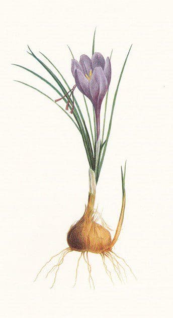 Zaffy Zafferno Italiano di alta qualità