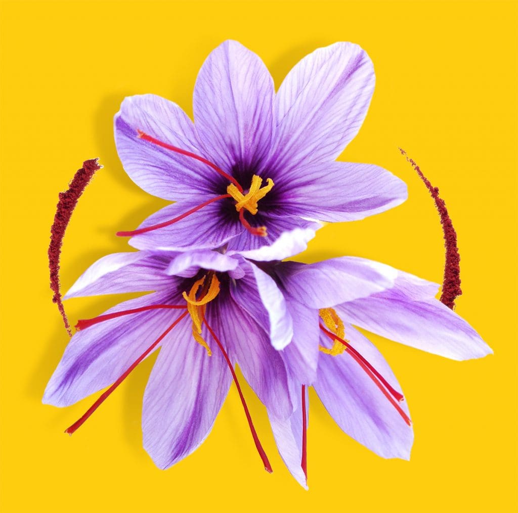 Fiore dello zafferano