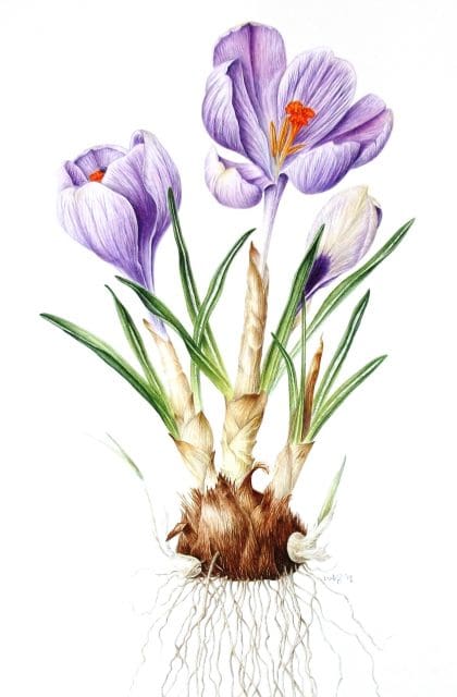 Zaffy Zafferno Italiano di alta qualità